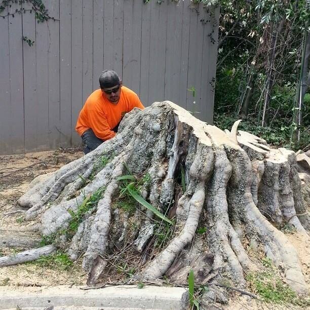 Stump Grinding and Removal